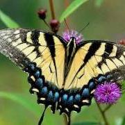 Der musikalische text QUAND ROSE VA CHEZ SON FILS von BEAU DOMMAGE ist auch in dem Album vorhanden Beau dommage 1994 (1994)