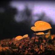 I m m o r t e l I m m o r t e l